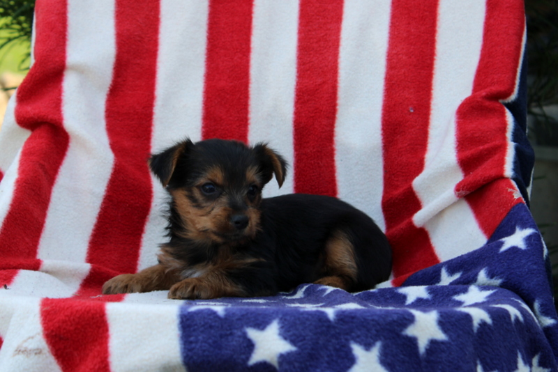 puppy, for, sale, Yorkshire Terrier, Matthew B. Stoltzfus, dog, breeder, Gap, PA, dog-breeder, puppy-for-sale, forsale, nearby, find, puppyfind, locator, puppylocator, aca